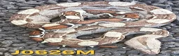 Boa Snake reptiles for sale: VPI Albino and VPI Aztecs plus other morphs - Advert 6