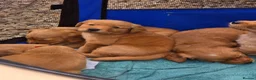 Golden Retriever dogs for sale: Stunning dark Golden retriever puppies in Boston - Advert 11