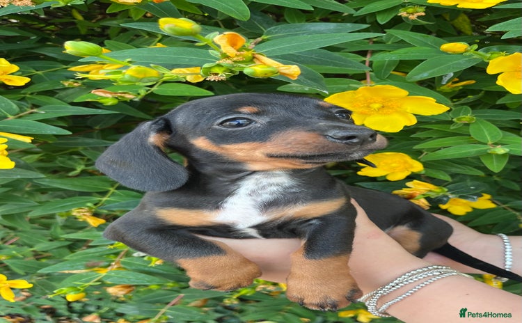 Miniature Dachshund dogs - Advert 14