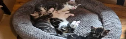 Mixed Breed cats for sale: Kittens ready for their forever home  - Advert 7
