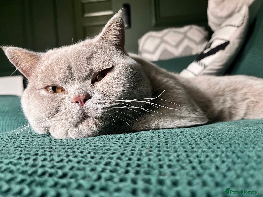 British Shorthair cats for sale: Kind Souls Fluffy Coats British Shorthair Kittens - Image 19