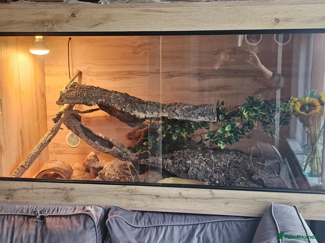 Corn Snake reptiles for sale: Breeding pair corn snakes & enclosure/incubator  in Saltcoats - Advert 1