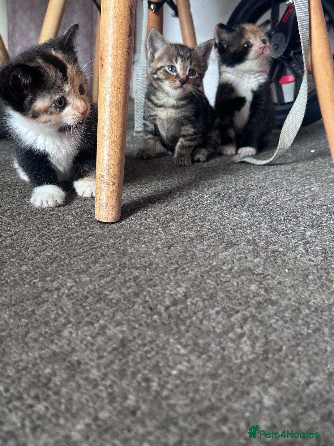 Mixed Breed cats for sale: 5 beautiful kittens for sale  - Image 14