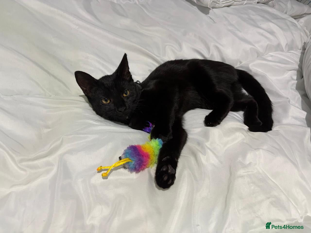 Bombay cats 6 month old energetic clingy kitten for adoption - Advert 2