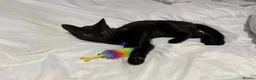 Bombay cats for sale: 6 month old energetic clingy kitten for adoption - Advert 1