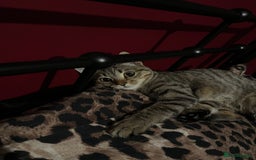 Domestic Shorthair cats for sale: Please help me rehome my little baby.  - Image 4