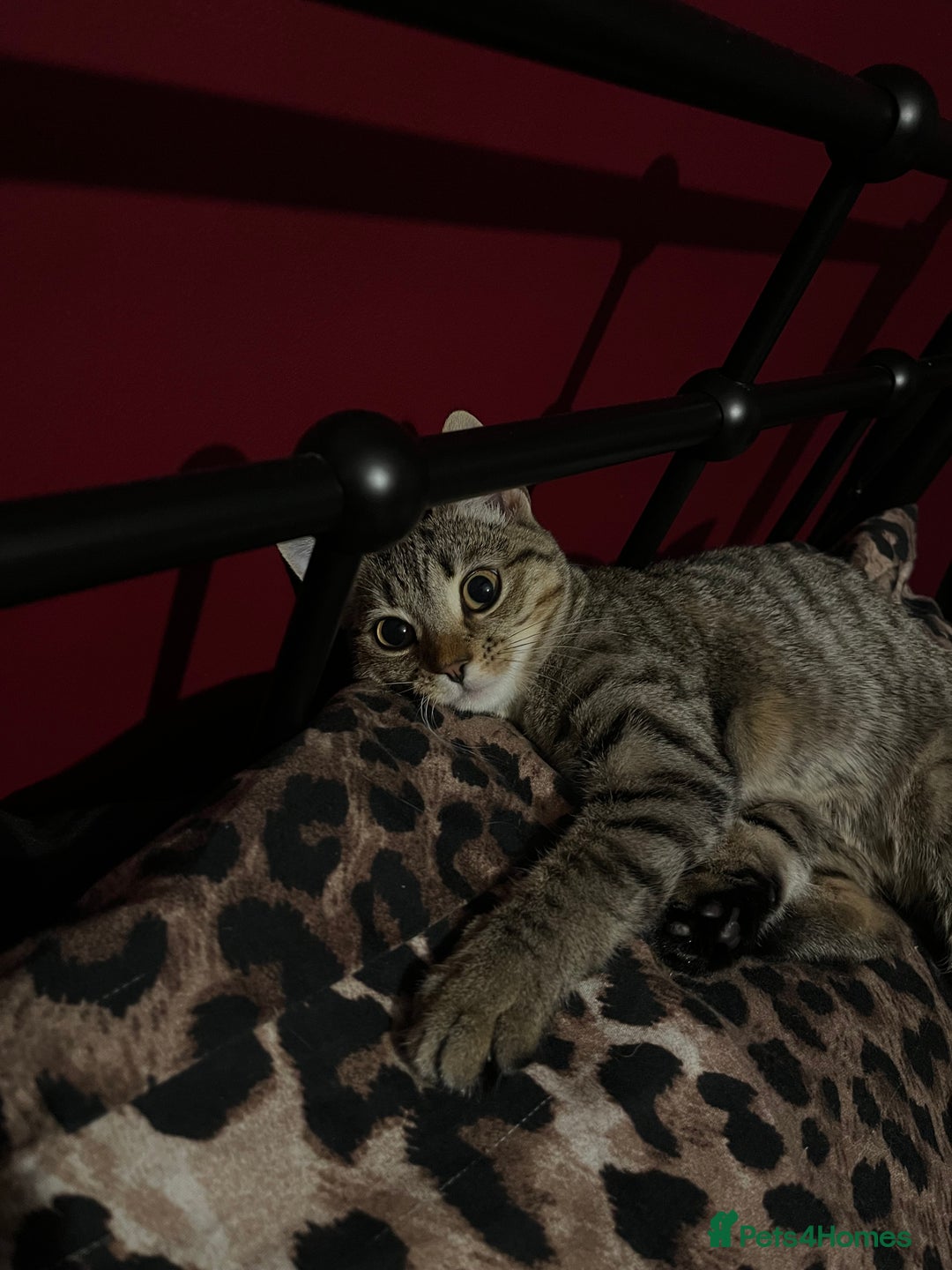 Domestic Shorthair cats for sale: Please help me rehome my little baby.  - Image 4
