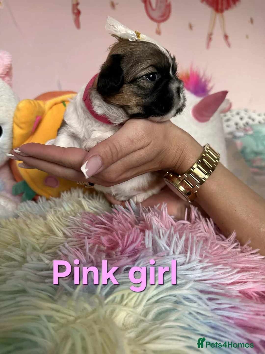 Shih Tzu dogs for sale: 🥰🐾 Adorable Shih Tzu Puppies 🐾🥰 - Advert 21