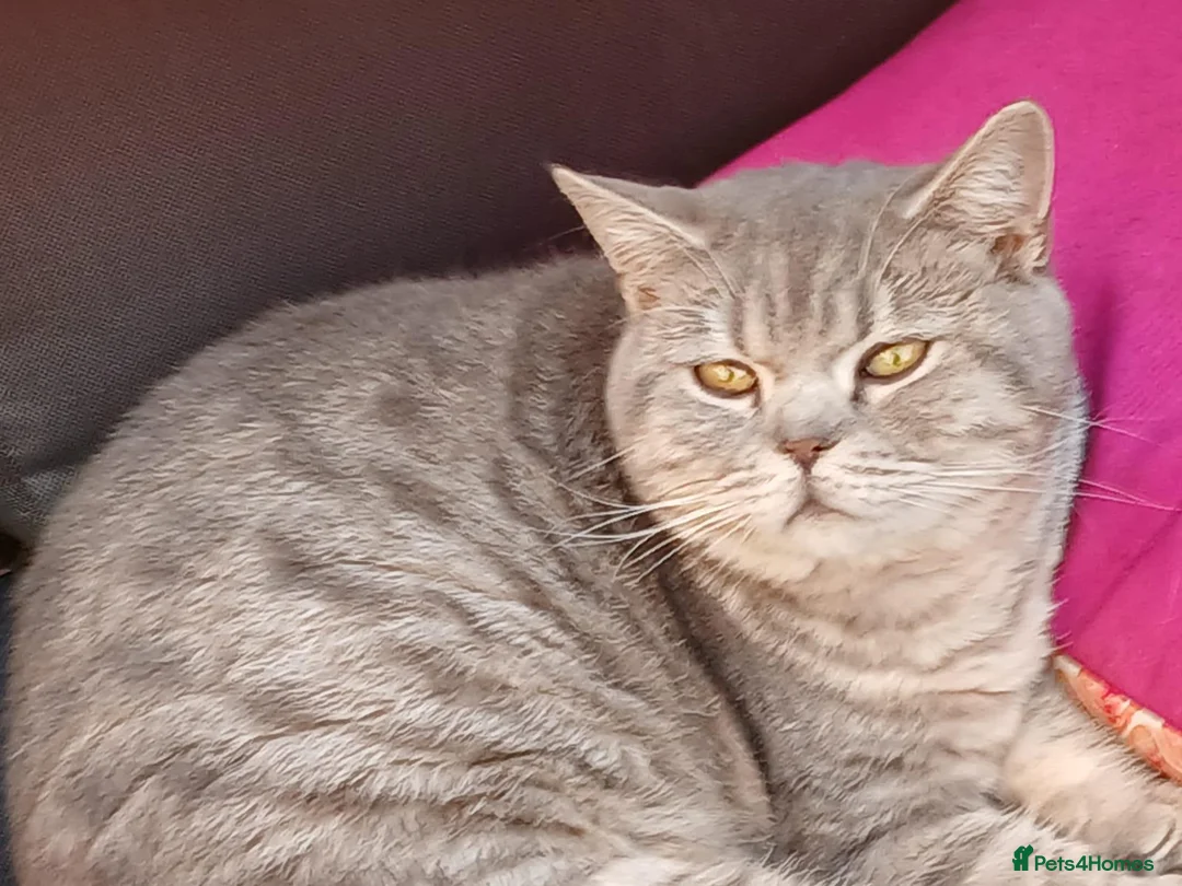 British Shorthair cats for sale: Male BSH Blue golden 18 month old cat - Advert 2