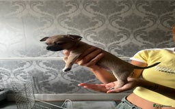 Chihuahua dogs for sale: 3 Gorgeous Chihuahua pups  - Image 3