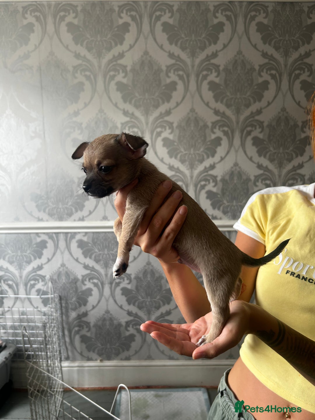 Chihuahua dogs for sale: 3 Gorgeous Chihuahua pups  - Image 3