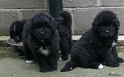 Newfoundland dogs for sale: Newfoundland X - Image 2