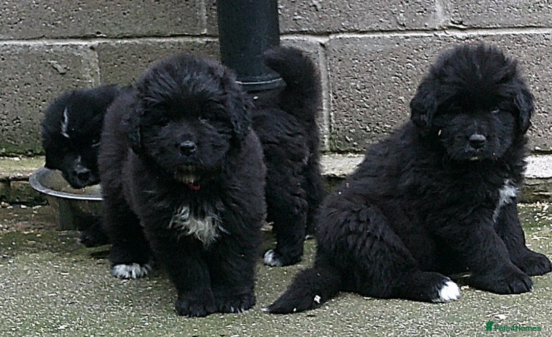 Newfoundland dogs for sale: Newfoundland X - Image 2