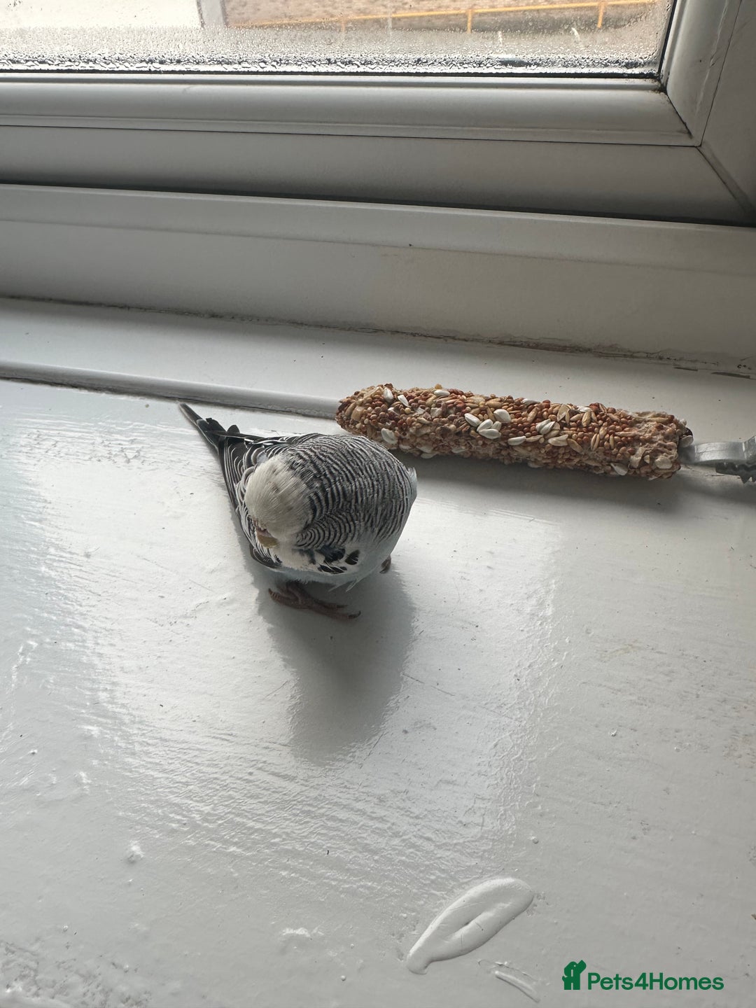 Budgerigars birds for sale: Baby Budgie - Advert 3