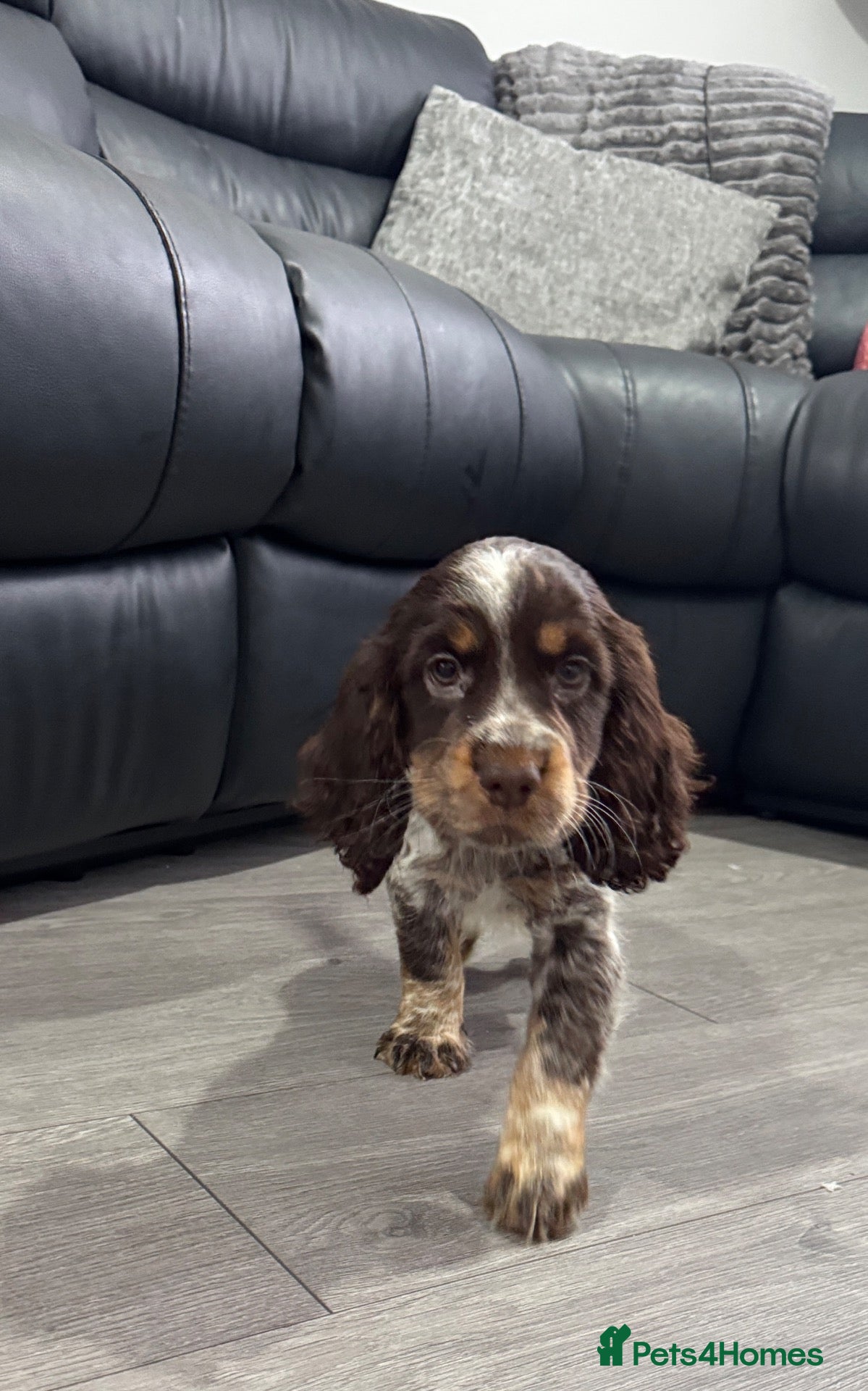 Cocker Spaniel dogs Male tri colour cocker spaniel 8 weeks old  - Advert 10