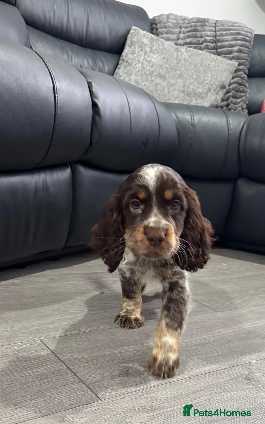 Cocker Spaniel dogs for sale: Male tri colour cocker spaniel 8 weeks old  in Ipswich - Advert 1