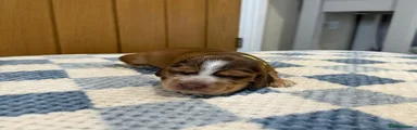 Cocker Spaniel 7