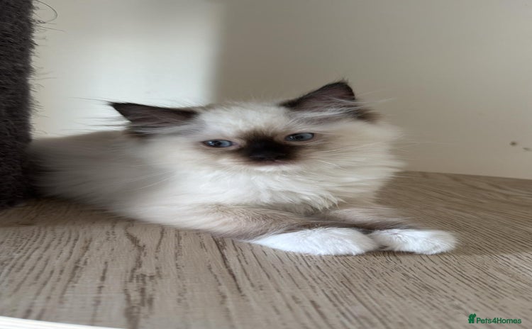 Ragdoll cats - Advert 11