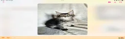 Maine Coon cats for sale: Tica Reg Maine Coons - Advert 8