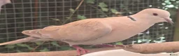 Doves birds for sale: Beautiful Pair of Barbary Doves - Advert 3