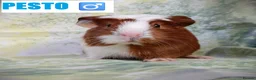 Guinea Pig rodents for sale: 🐹 8 Baby Guinea Pigs ❤️ - Advert 1