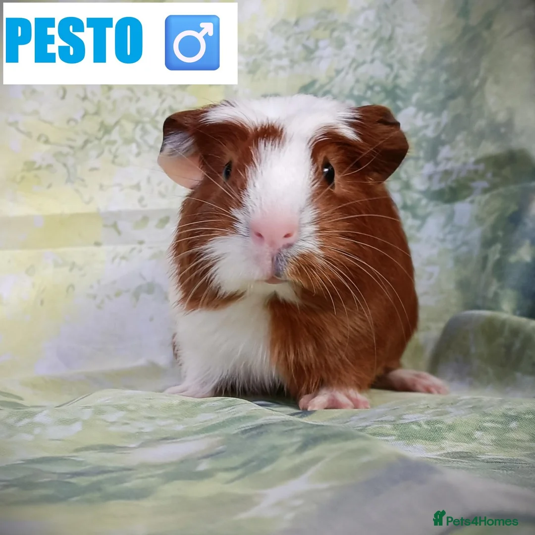 Guinea Pig rodents for sale: 🐹 8 Baby Guinea Pigs ❤️ - Advert 1