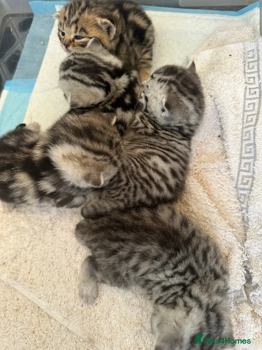 British Shorthair cats for sale: 🐾 Stunning litter of British Shorthairs 🐾 - Advert 20