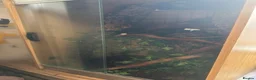 Chameleon reptiles for sale: Panther male chameleon and all of his stuff! - Advert 4