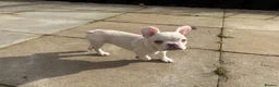 French Bulldog dogs for sale: Beautiful Frenchie Females - Advert 6