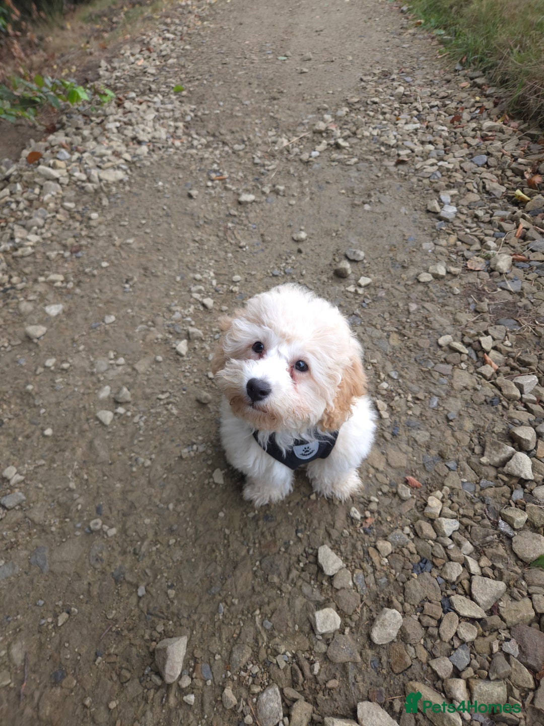 Poochon dogs for sale: Poochon - Image 6