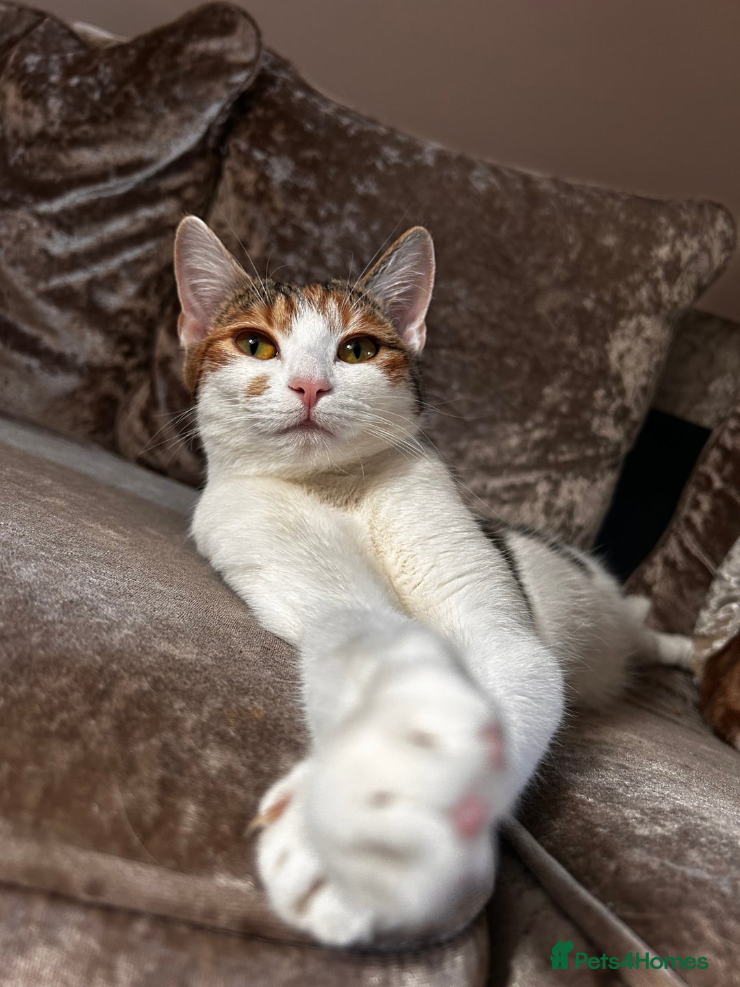 Domestic Shorthair cats for sale: Two sisters calico and ginger and white  - Image 3