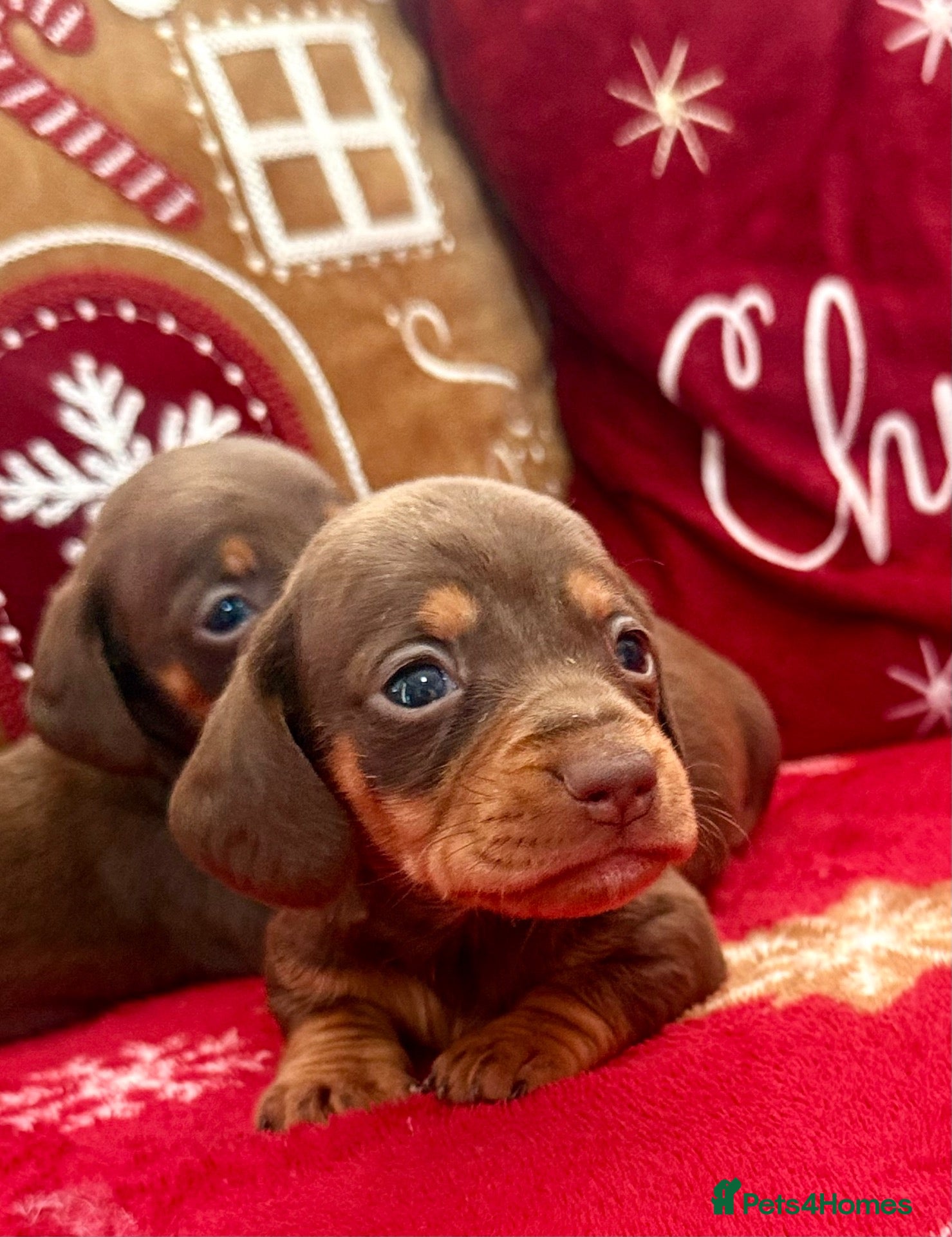 Dachshund dogs Dachshund - Advert 2