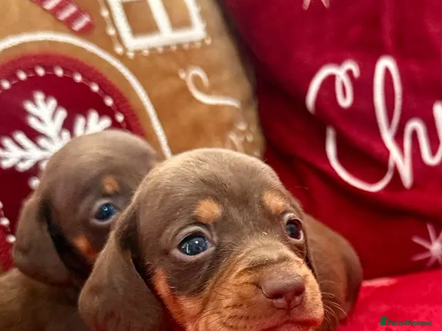 Dachshund dogs for sale: Dachshund - Advert 1