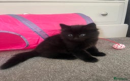 British Longhair cats for sale: Three gorgeous boy kittens available - Image 2