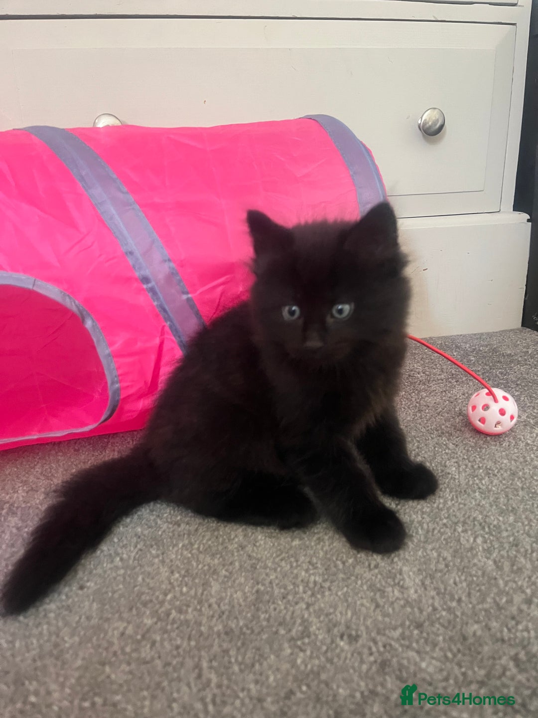 British Longhair cats for sale: Three gorgeous boy kittens available - Image 2