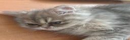 Persian cats for sale: Pure Persian Chinchilla kittens - Advert 19