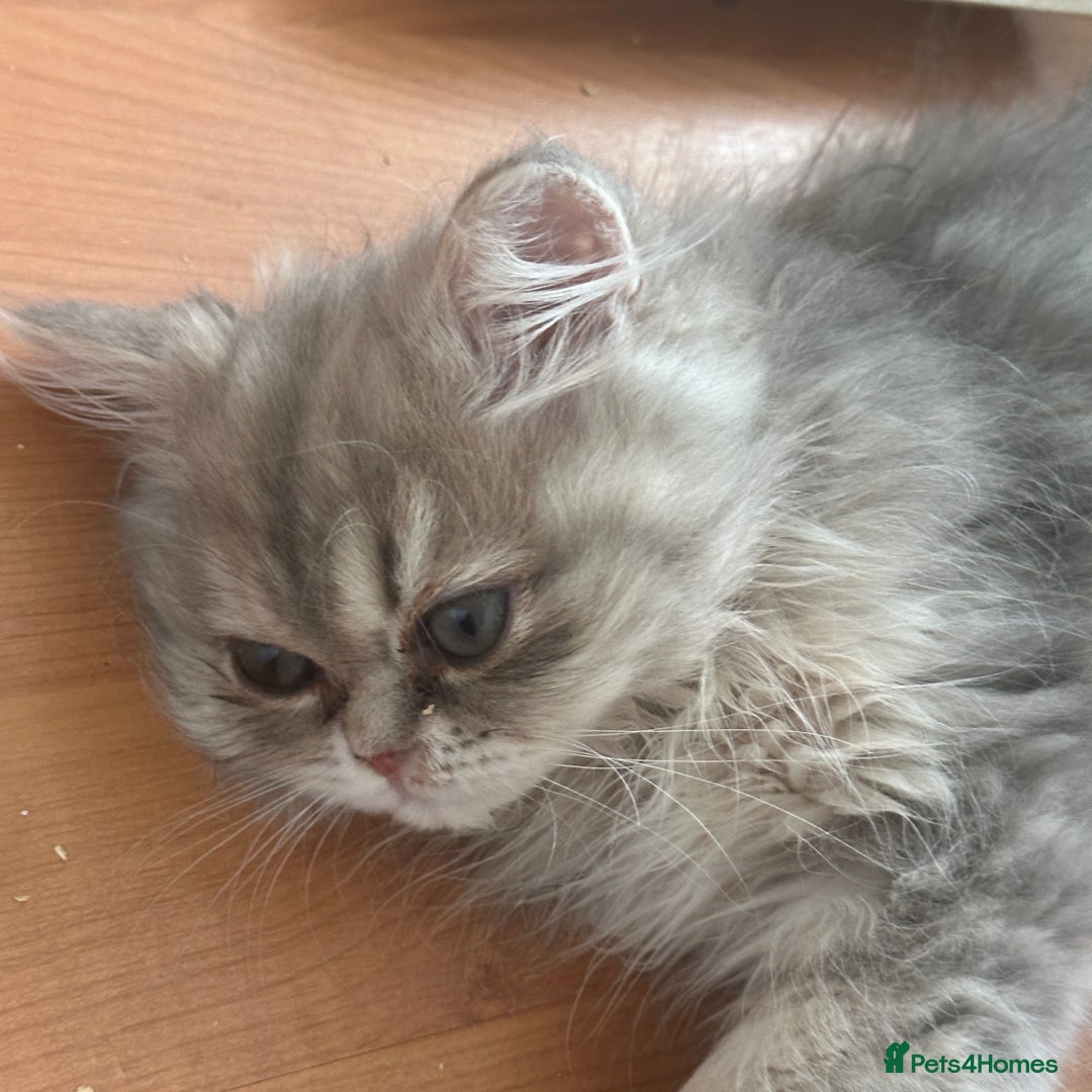 Persian cats for sale: Pure Persian Chinchilla kittens - Image 19