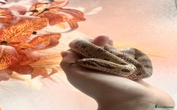 Snake reptiles for sale: Western Hognose Snake – Conda Het Albino (Male) - Image 7