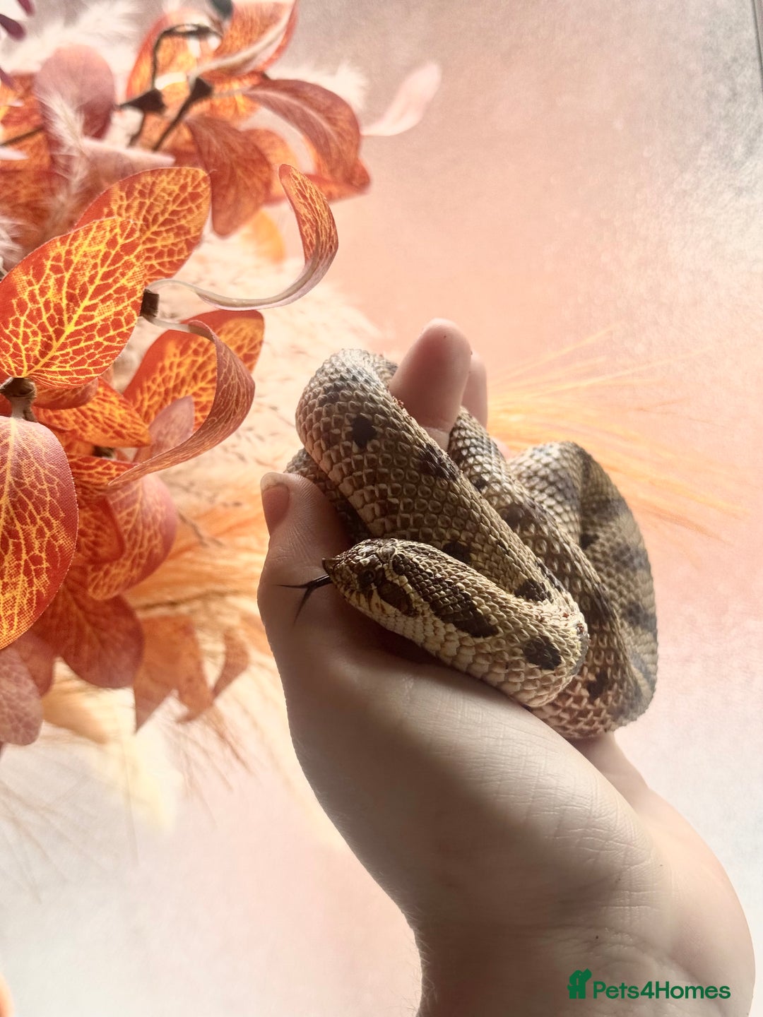 Snake reptiles for sale: Western Hognose Snake – Conda Het Albino (Male) - Image 7