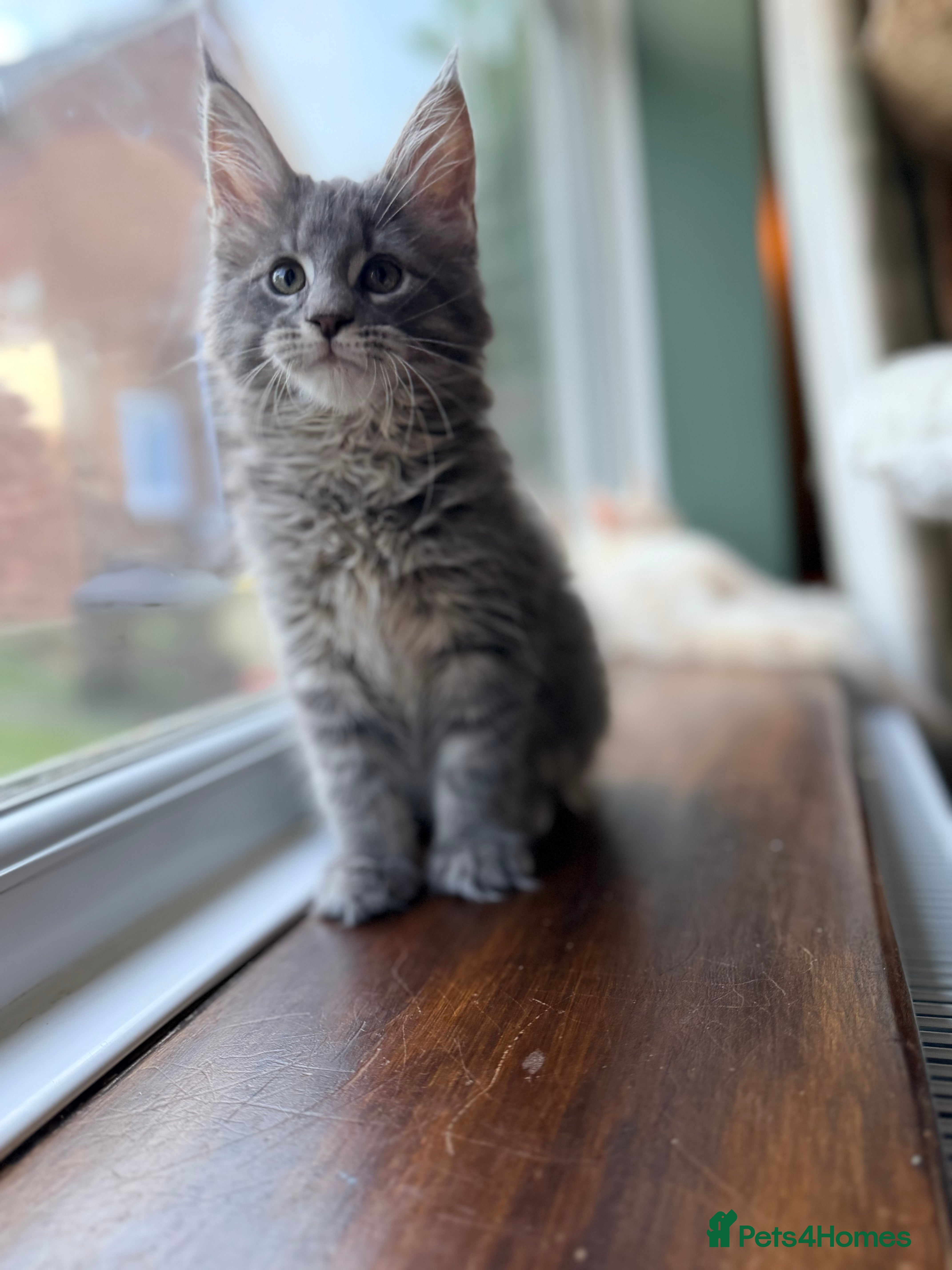 Maine Coon cats TICA Blue Tabby Maine Coon kitten  - Advert 3