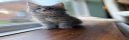 Maine Coon cats for sale: TICA Blue Tabby Maine Coon kitten  - Advert 1