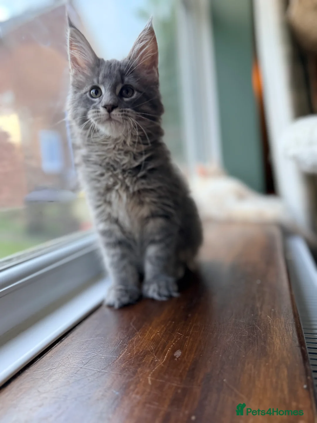 Maine Coon cats for sale: TICA Blue Tabby Maine Coon kitten  - Advert 1