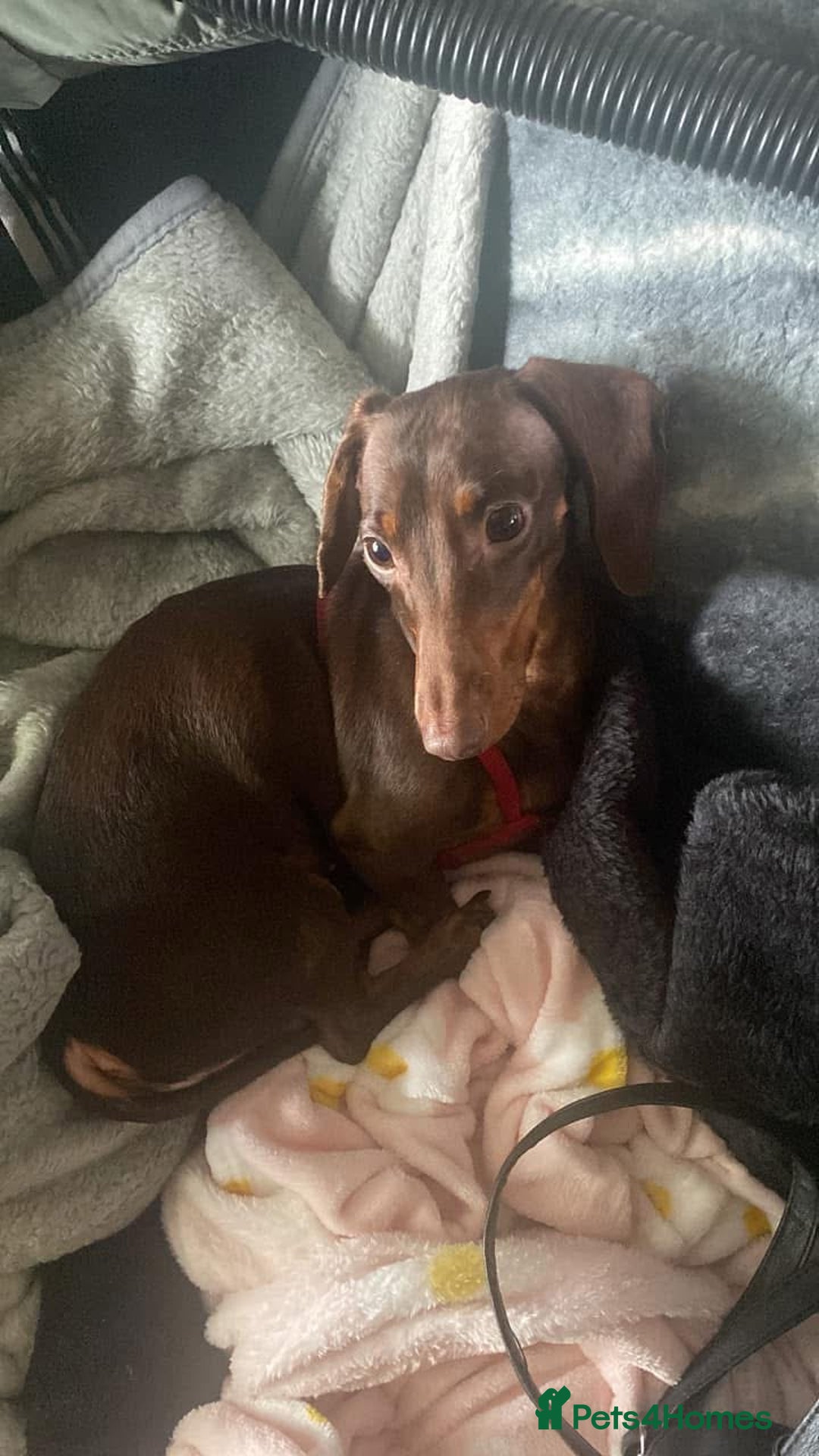 Mixed Breed dogs for sale: Dachshund X Yorkshire Terrier puppies  - Advert 1