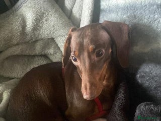 Mixed Breed dogs Dachshund X Yorkshire Terrier puppies - Advert 1