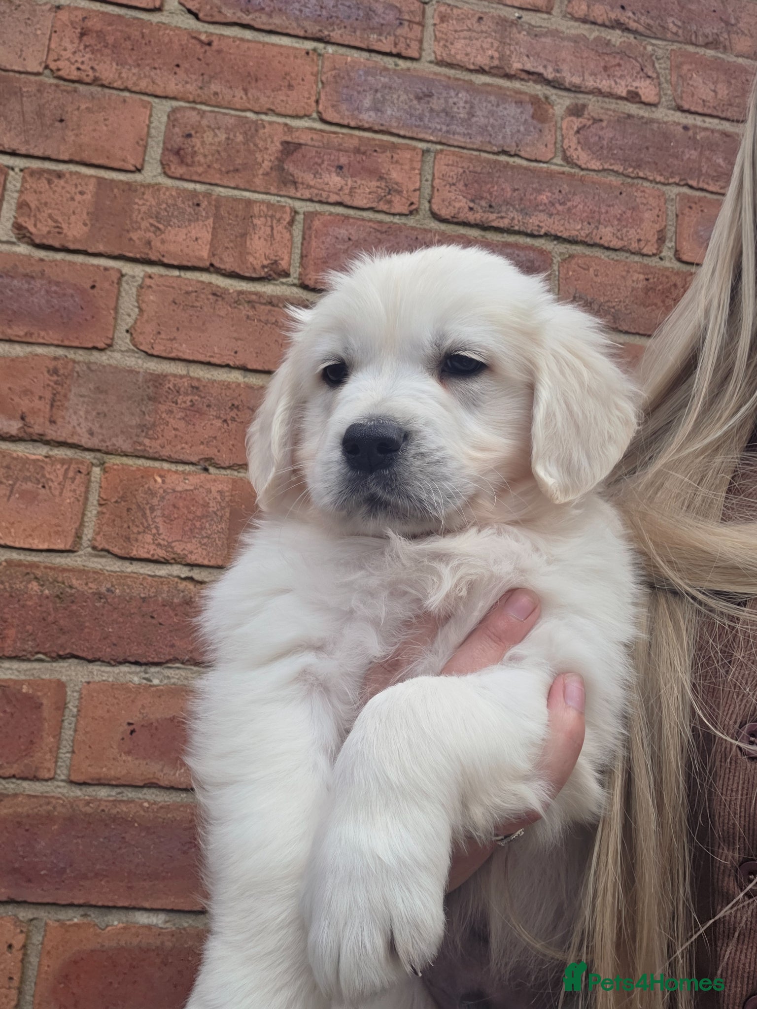 Golden Retriever dogs Extensively Health Tested English Cream Puppies - Advert 2