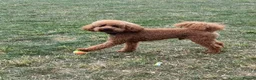 Toy Poodle dogs for stud: Red Toy Poodle Boy Available for Stud – London  - Advert 5