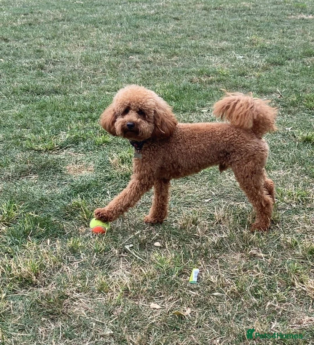 Toy Poodle dogs for stud: Red Toy Poodle Boy Available for Stud – London  - Advert 5