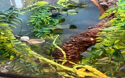 Gecko reptiles for sale: Geckos for sale with tank - Image 2