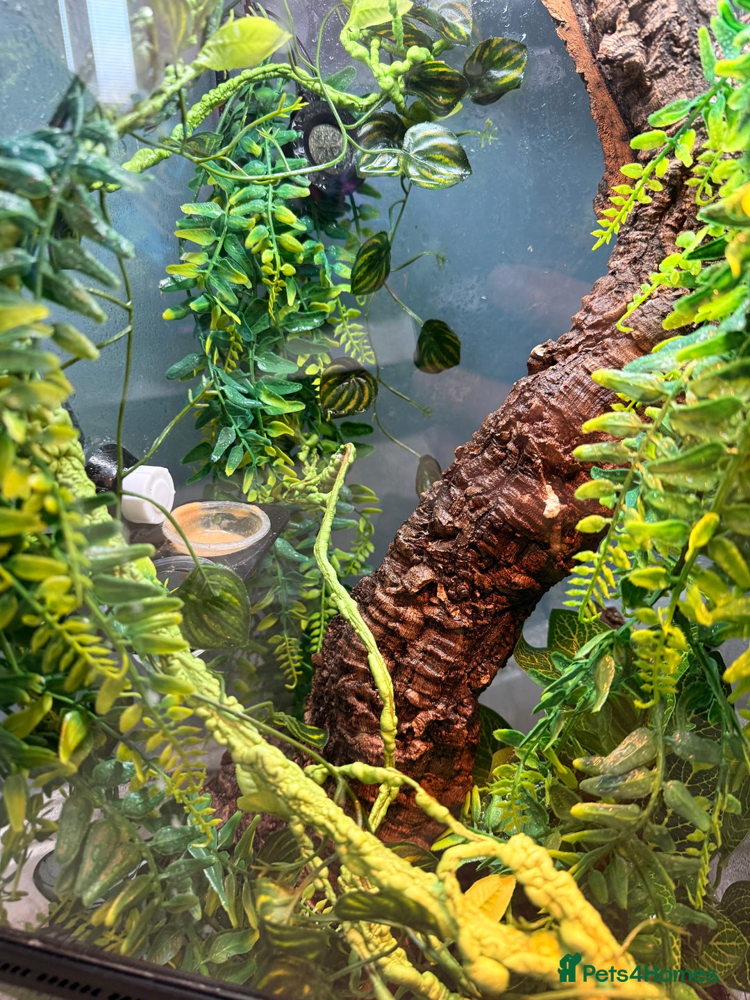 Gecko reptiles for sale: Geckos for sale with tank - Image 2