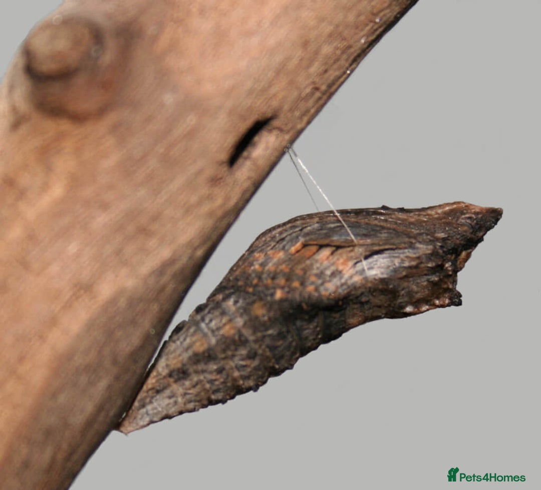 Mixed Breed invertebrates for sale: 5X Exotic Butterfly Chrysalises Tiger Swallowtails - Image 5